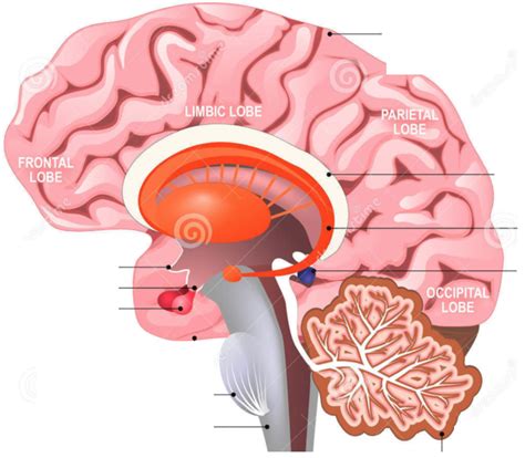 Diagram över stamen4